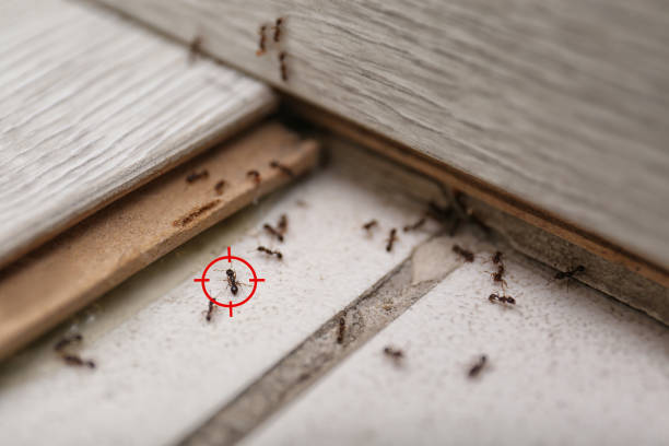 Best Affordable Pest Control Services  in Ata, OK