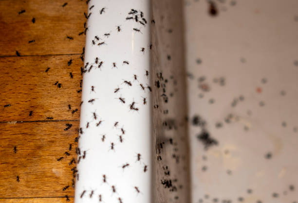 Wasp Removal Services in Atoka, OK