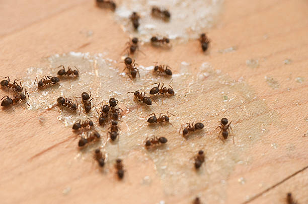 Best Commercial Pest Control Services  in Ata, OK