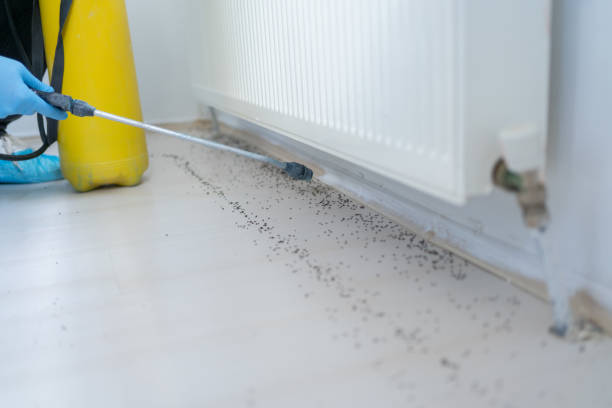 Best Pest Prevention Services  in Ata, OK