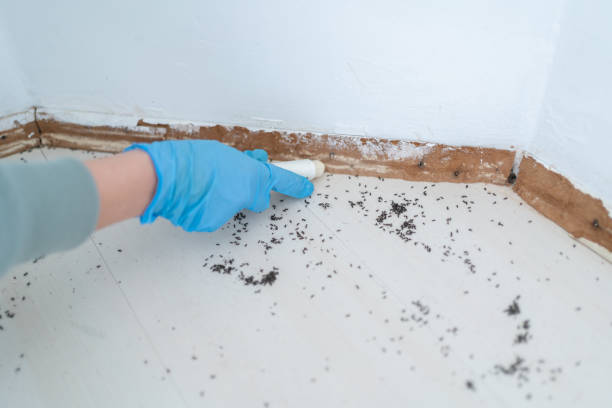 Best Pest Prevention Services  in Ata, OK